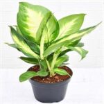 Dieffenbachia Plants