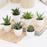 Mix Succulent Plant Each on white pot