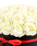 Creamy White 1