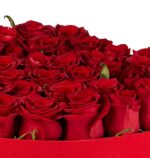 My Love With Roses 1