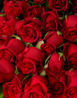 Seductive Red Roses 1